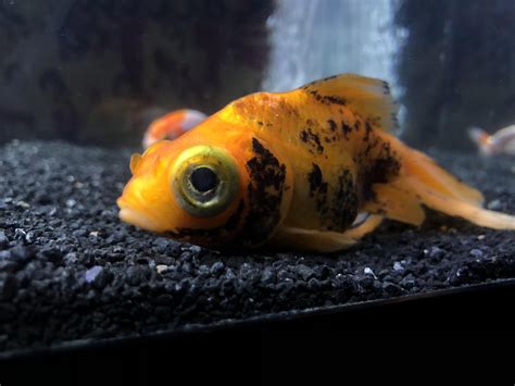 Do goldfish like the dark?