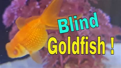 Do goldfish lose their eyes?