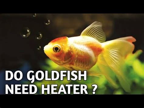 Do goldfish need a heater?