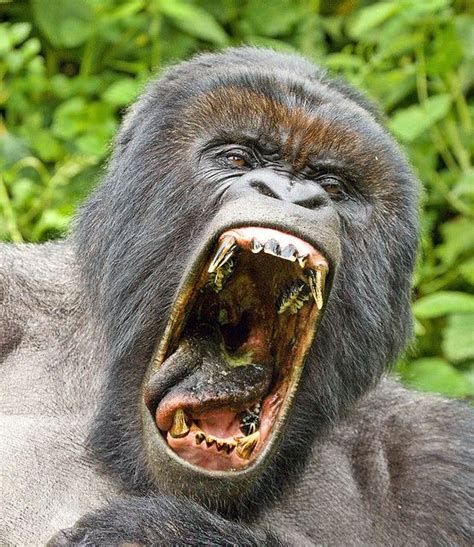 Do gorillas get mad when you smile?