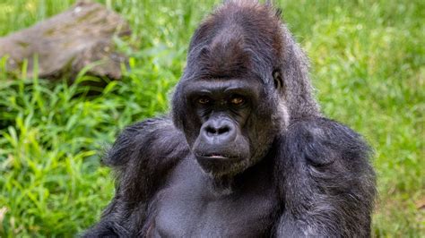 Do gorillas have 3 fingers?