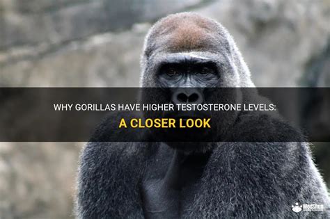 Do gorillas have testosterone?