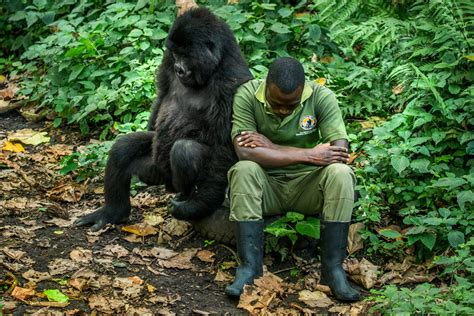 Do gorillas like being touched?