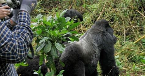 Do gorillas recognize humans?