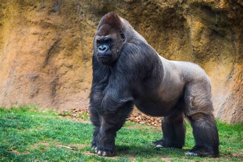 Do gorillas respect humans?