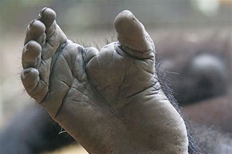 Do gorillas use their feet as hands?