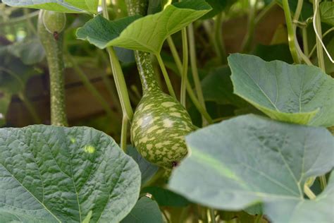 Do gourd plants climb?