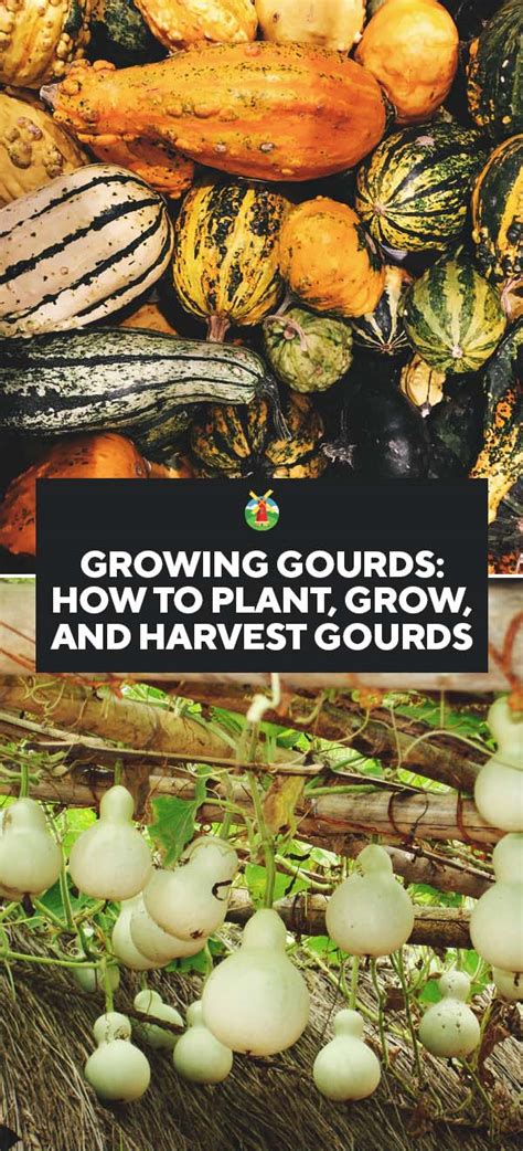 Do gourds grow in clay soil?