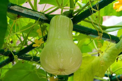 Do gourds grow true to seed?