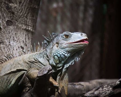Do green iguanas carry salmonella?