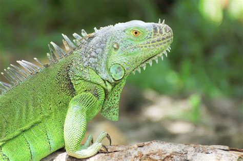 Do green iguanas pee?