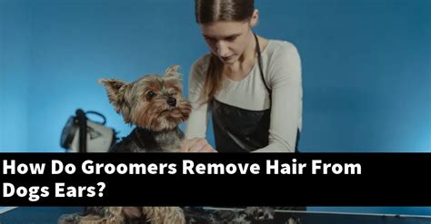 Do groomers shave inside dogs ears?
