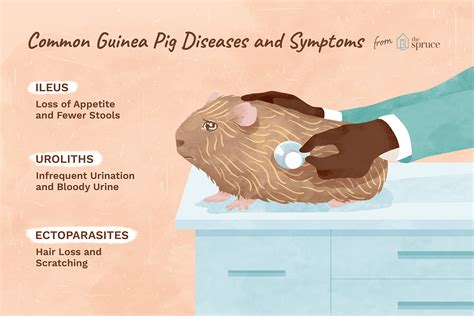 Do guinea pigs carry any diseases?
