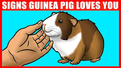 Do guinea pigs feel love?