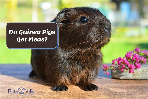 Do guinea pigs get fleas?