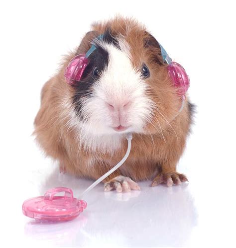 Do guinea pigs like music?