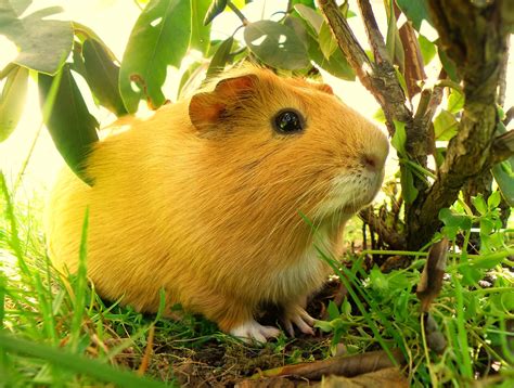 Do guinea pigs like sun bathing?