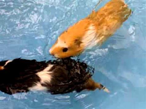 Do guinea pigs like to swim?