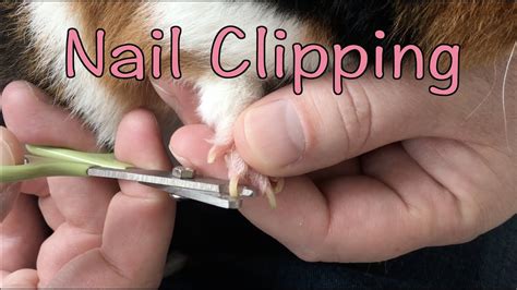 Do guinea pigs nails bleed when cut?