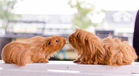Do guinea pigs need a friend?