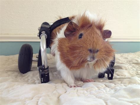 Do guinea pigs need a wheel?
