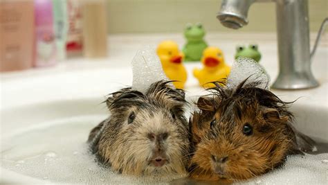 Do guinea pigs need sand baths?
