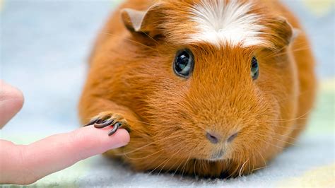 Do guinea pigs need their nails trimmed?