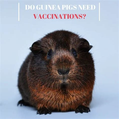 Do guinea pigs need vaccines?