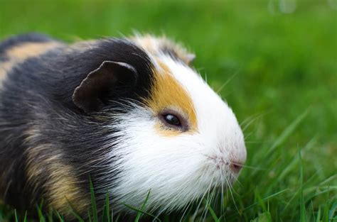 Do guinea pigs prefer dark or light?