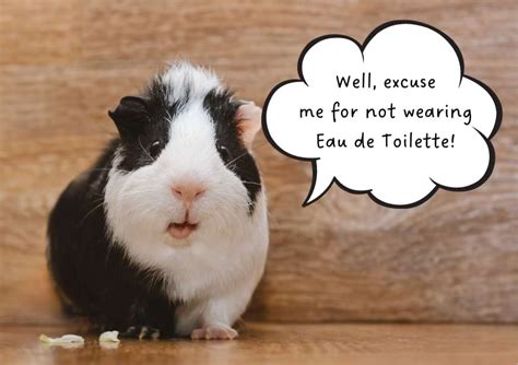 Do guinea pigs smell?