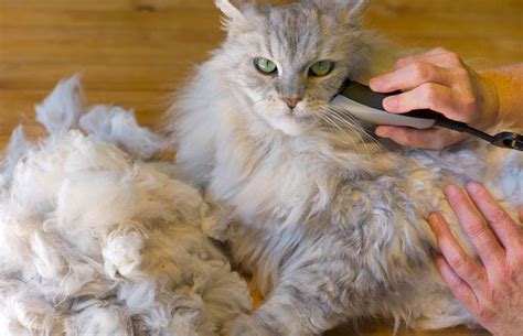 Do hair mats hurt cats?