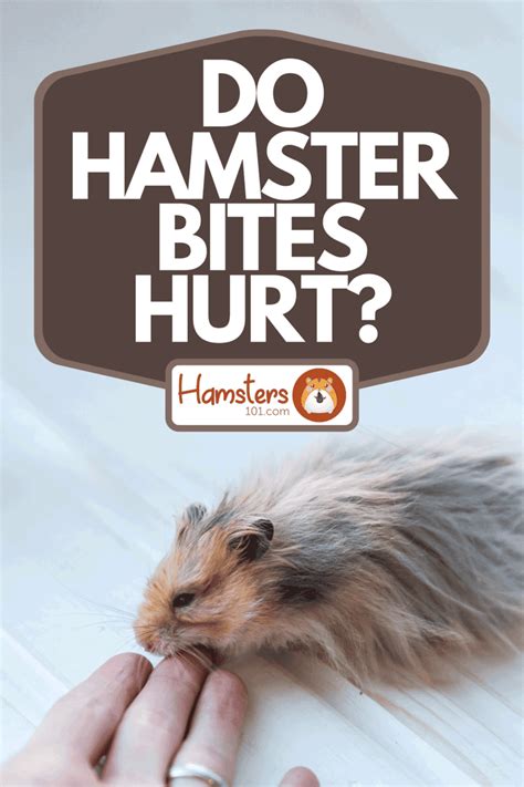 Do hamster bites hurt?