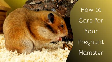 Do hamsters bleed when pregnant?