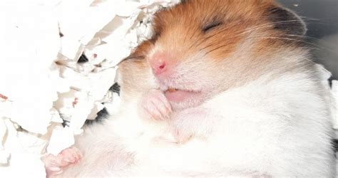 Do hamsters dream?