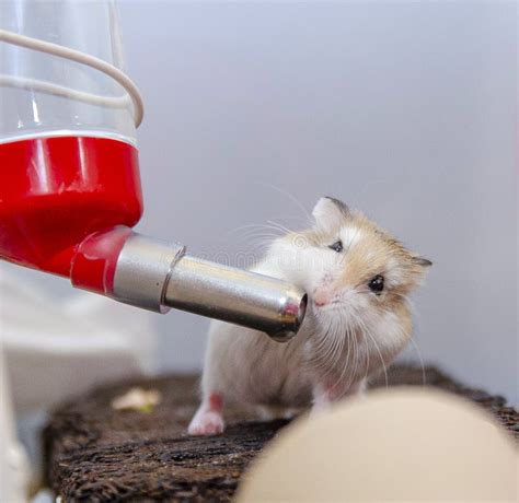 Do hamsters drink sugar water?