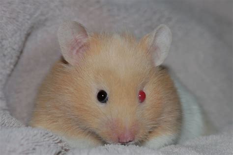 Do hamsters eyes turn red?