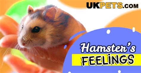 Do hamsters feel anger?