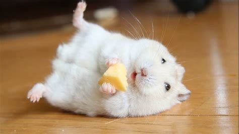 Do hamsters feel happy?