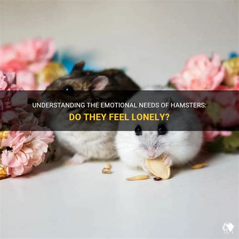 Do hamsters feel lonely?