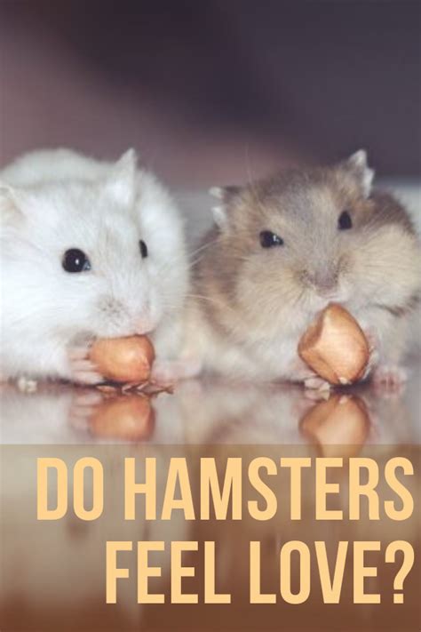 Do hamsters feel love for their owners?