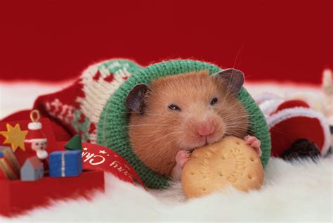 Do hamsters feel the cold?