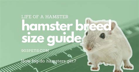 Do hamsters gain weight as they age?