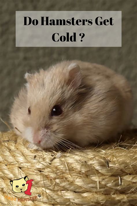 Do hamsters get cold?