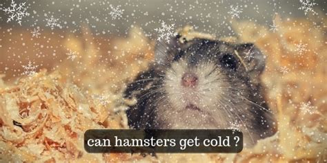 Do hamsters get cold when they sleep?