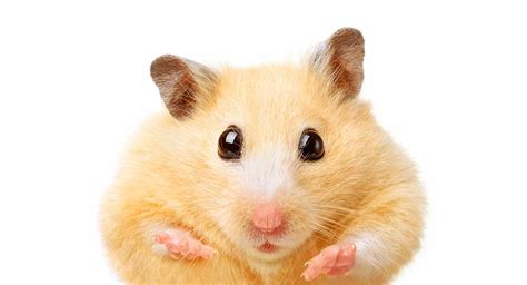 Do hamsters get fat fast?