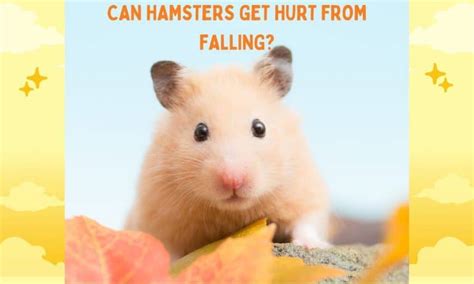Do hamsters get hurt easily?