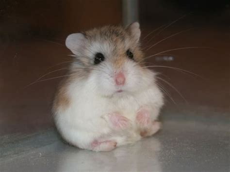 Do hamsters get lonely?