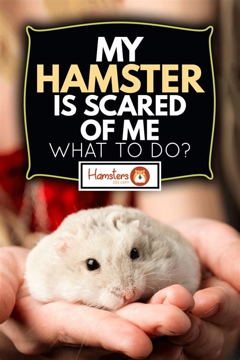 Do hamsters get scared?