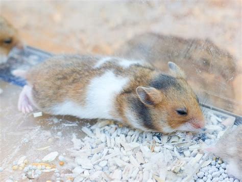 Do hamsters get sick easily?