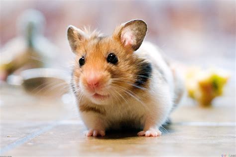 Do hamsters get skinnier as they get older?
